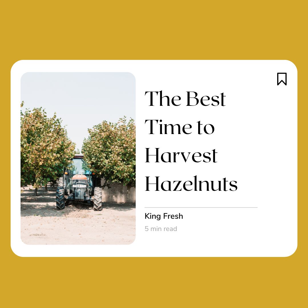 The Best Time to Harvest Hazelnuts.